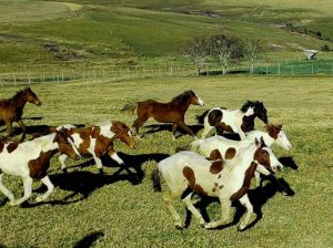 Haras Tradition: conheça a história de criação do cavalo Paint