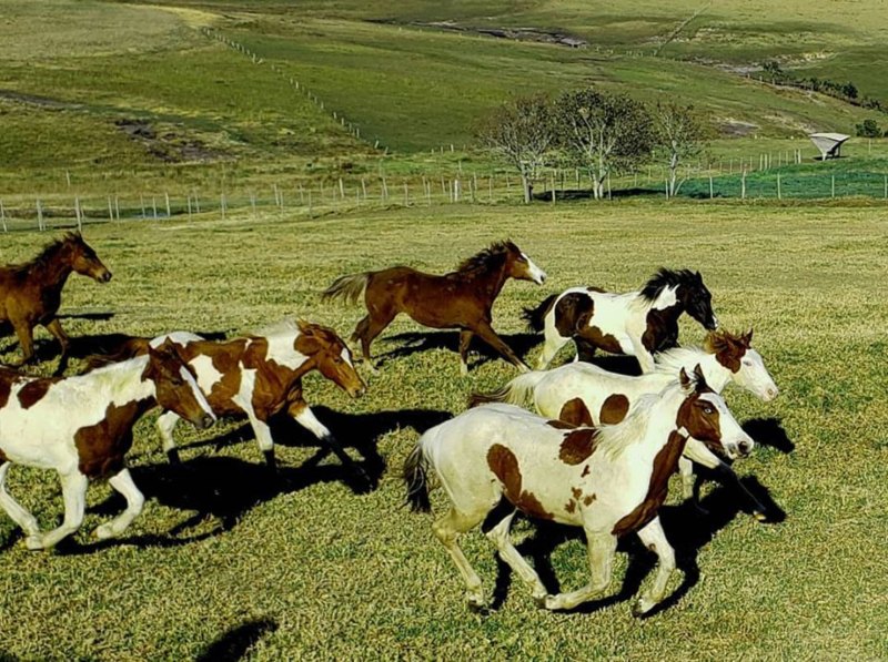 Haras Tradition: conheça a história de criação do cavalo Paint