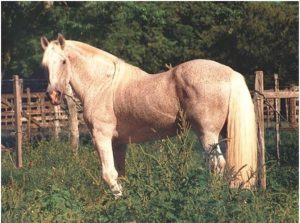 La Invernada Hornero é o chefe-maior da raça Crioula no Brasil