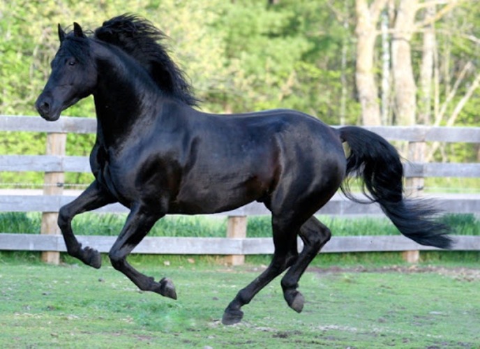 Morgan Horse é uma raça antiga e versátil
