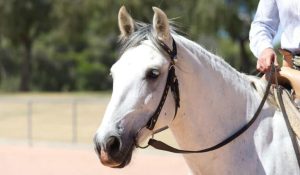 O cavalo de 30, 60, 90 dias