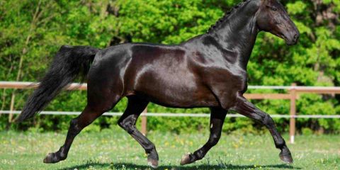 Problemas articulares em cavalos atletas