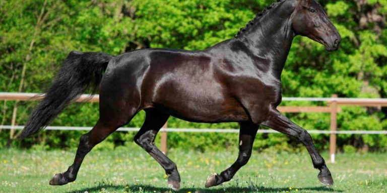 Problemas articulares em cavalos atletas