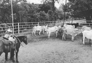 Ranch Sorting For Friends anuncia calendário 2020