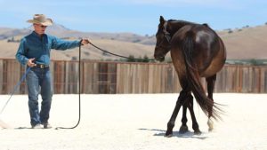 Aprenda como lidar com um cavalo medroso