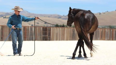 Aprenda como lidar com um cavalo medroso