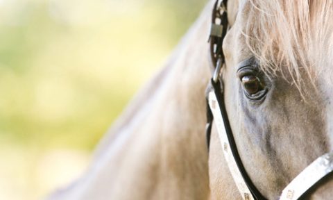 LUB Breeding fecha parceria com Brazos Valley nos EUA