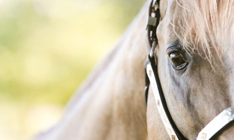 LUB Breeding fecha parceria com Brazos Valley nos EUA