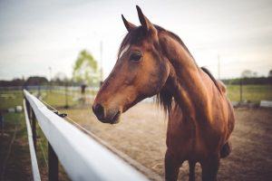 Qual é a importância da suplementação adequada para os equinos?