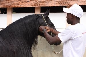 Veja dicas para cuidar da crina do seu cavalo