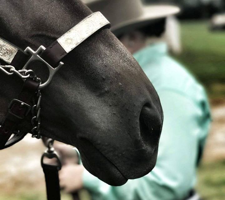 O medo na relação entre pessoas e cavalos