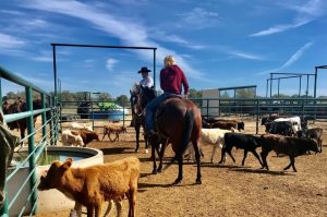 WCRA cancela Stampede at the E que premiaria US$ 1 milhão