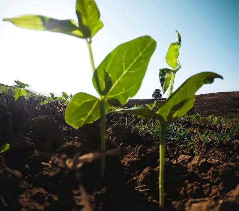 BNDES libera empréstimos para o Agro sem o CAR