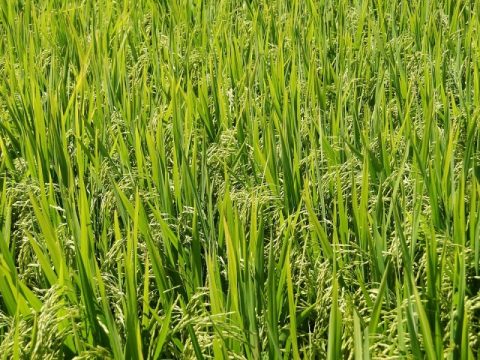 Brasil exporta 487 mil toneladas de arroz em 2019/2020