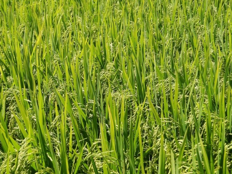 Brasil exporta 487 mil toneladas de arroz em 2019/2020