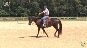 TV UC – Rédea de pescoço para seu cavalo de cavalgada