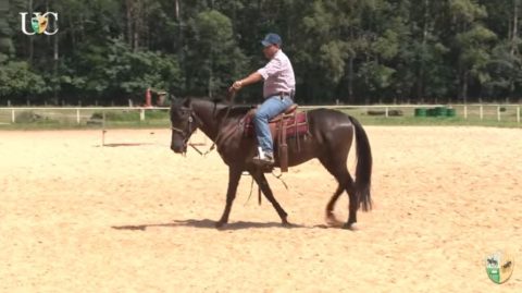 TV UC – Rédea de pescoço para seu cavalo de cavalgada