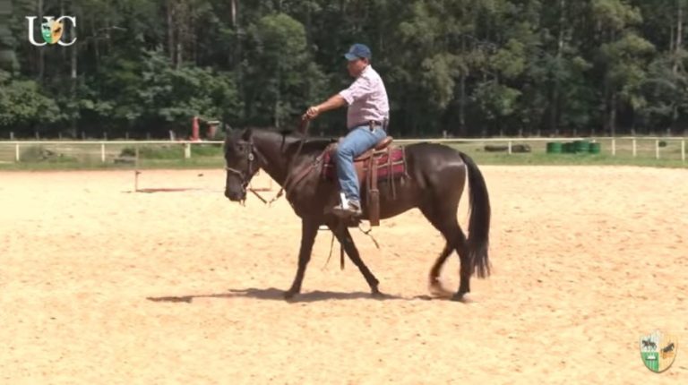 TV UC – Rédea de pescoço para seu cavalo de cavalgada