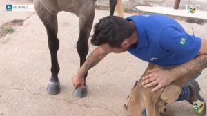 TV UC – Casqueamento de um cavalo de Apartação