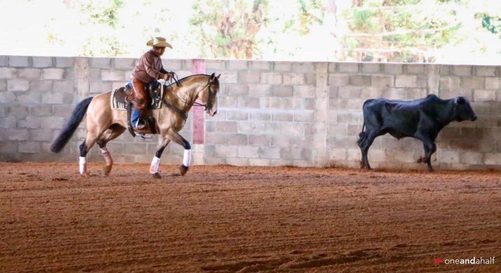 5 dicas para iniciar seu cavalo no Working Cow Horse