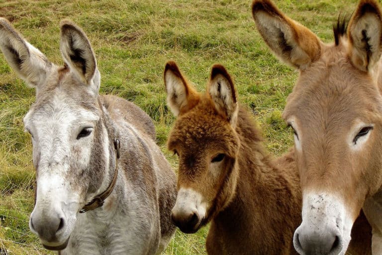 5 diferenças exclusivas entre burros e cavalos