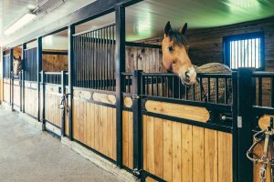 A baia é o melhor local para deixar o seu cavalo?