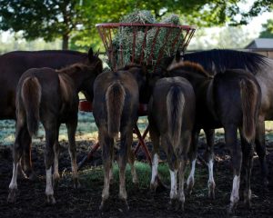 Alfafa – amigo ou inimigo?