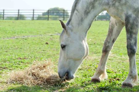 Alimentação para cavalos com tempo de trabalho reduzido