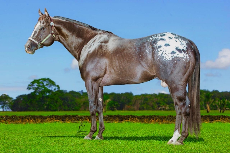 Foto de cavalo pintado foi publicada fora de contexto, diz entidade