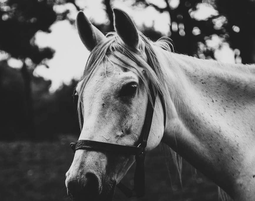 Audição: o segundo sentido dos cavalos mais desenvolvido depois da visão