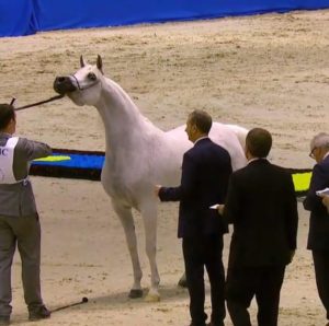 Criação nacional Árabe é destaque no Dubai Arabian Horse Show