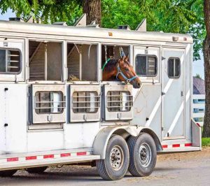 Como minimizar o estresse em equinos ao transportá-los