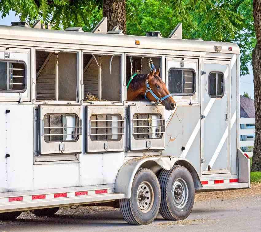 Como minimizar o estresse em equinos ao transportá-los Ao longo dos séculos os cavalos têm sido transportados por basicamente os mesmos motivos: competições, reprodução ou comércio