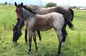 Delaterra Seguros atua em um mercado altamente especializado