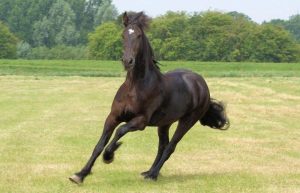 Distúrbios que acometem o aparelho locomotor dos equinos