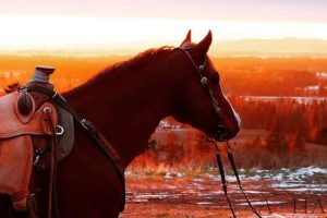 Dor e analgesia em equinos