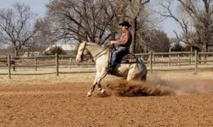 Doug Milholhand é ídolo em Rédeas e Working Cow Horse