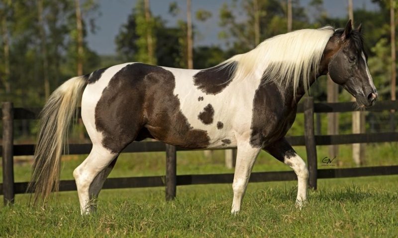 Paint Horse: conheça tudo sobre essa raça de cavalo - Blog MF Leilões