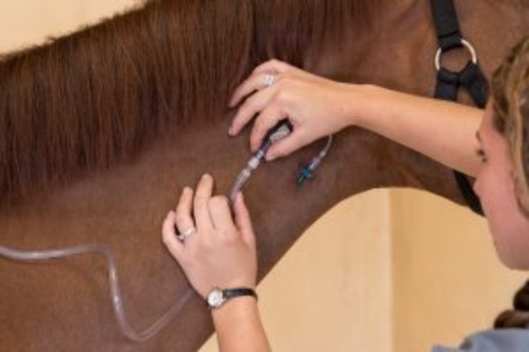 Coronavírus equino x COVID-19: duas doenças distintamente diferentes