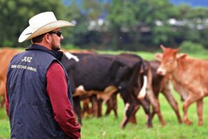 O bem-estar animal nos esportes equestres veio para ficar