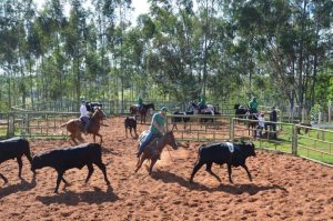 Os ‘doutores’ do Ranch Sorting praticam na Estância da Mata