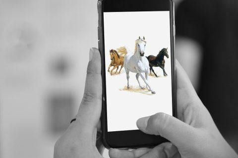Profissionais do cavalo investem no engajamento online