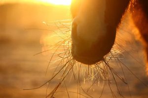 10 dicas para alimentar seu cavalo com baixo orçamento