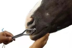 Estudo visa apontar os efeitos dos cachimbos de contenção nos cavalos