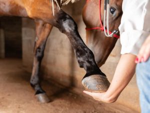 Cavalos têm cinco dedos antes de desenvolver cascos, afirma estudo