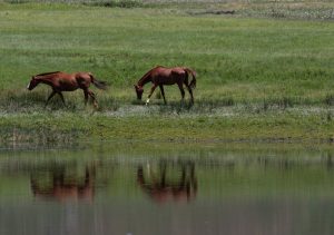 Mudanças climáticas estão deixando os cavalos acima do peso