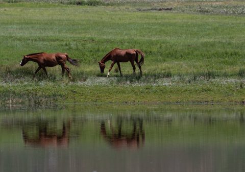 Mudanças climáticas estão deixando os cavalos acima do peso