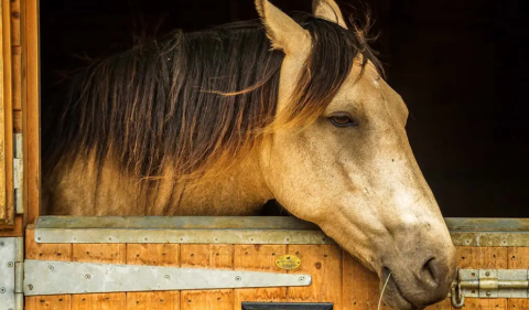 Os cavalos também sofrem de depressão?