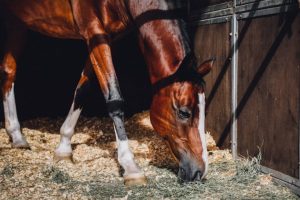 10 maneiras de usar bicarbonato de sódio no seu haras