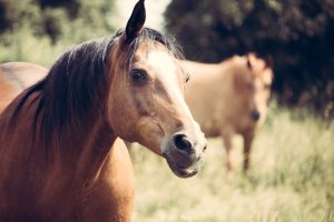 Seus cavalos estão prontos para você ficar em quarentena?